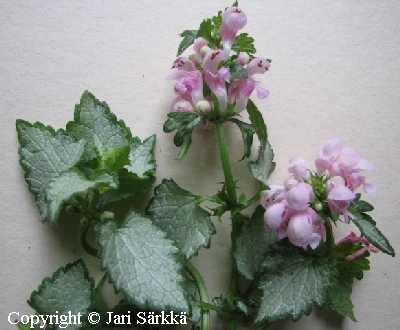 Lamium maculatum 'Pink Pewter'